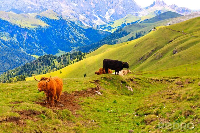 Poster Bergige Landschaft mit Kühen