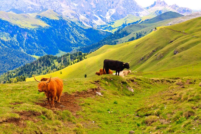 Poster Bergige Landschaft mit Kühen