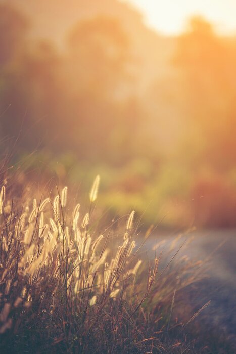 Poster Bild einer Wiese bei Sonnenuntergang