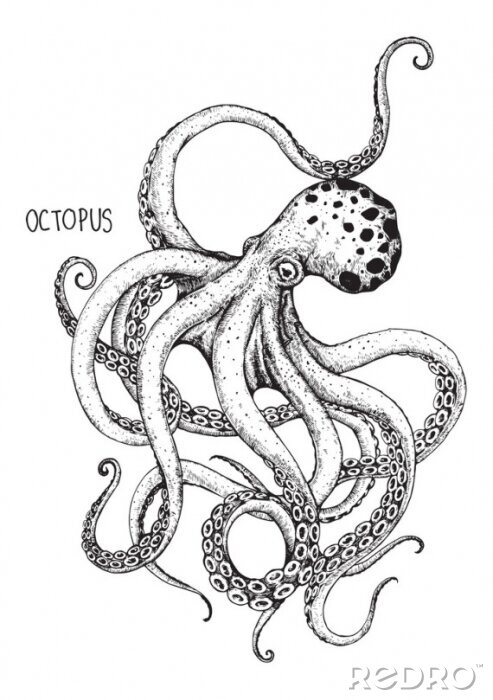 Poster Bild eines Oktopus mit Unterschrift