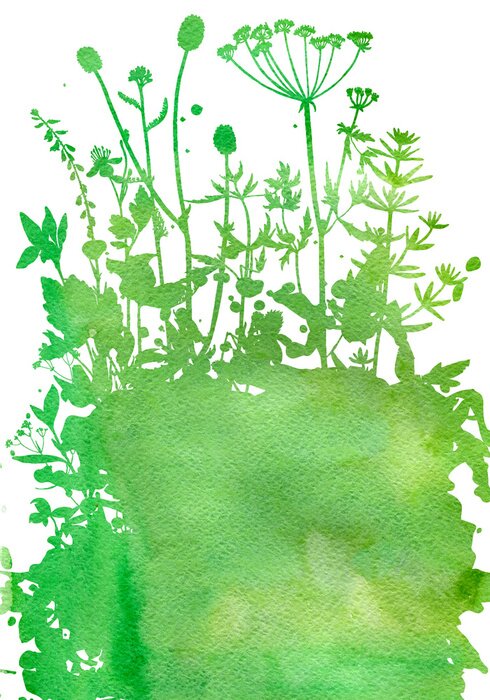 Poster Bild von Blumen und Kräutern auf der Wiese