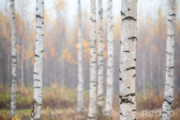 Poster Birch forest in fog. Autumn view. Focus in foreground tree trunk.