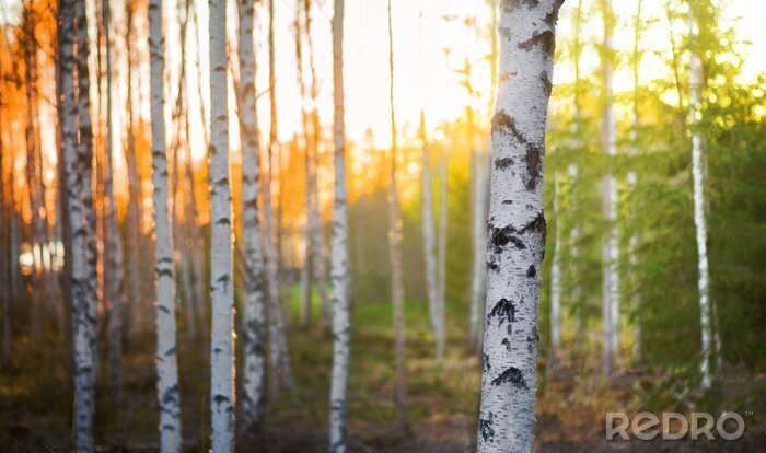 Poster Birken bei Sonnenuntergang