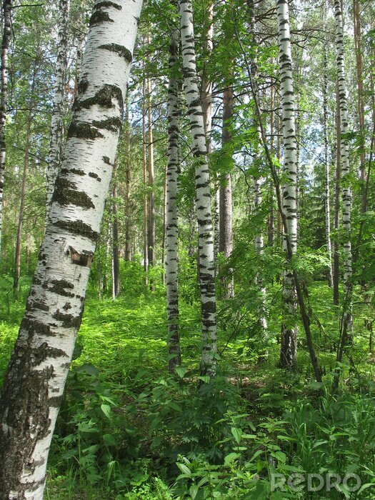 Poster Birken und grüne Waldstreu