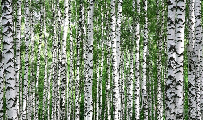 Poster Birken und grüne Zweige