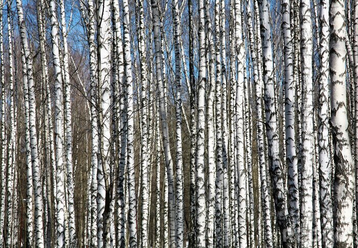 Poster Birken vor dem Hintergrund des blauen Himmels