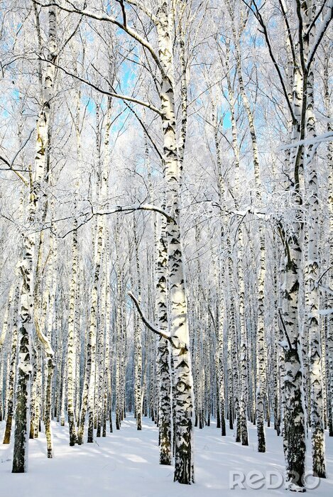 Poster Birkenallee im Winter
