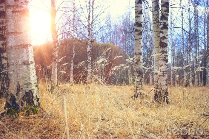 Poster Birkenstämme am frühen Morgen