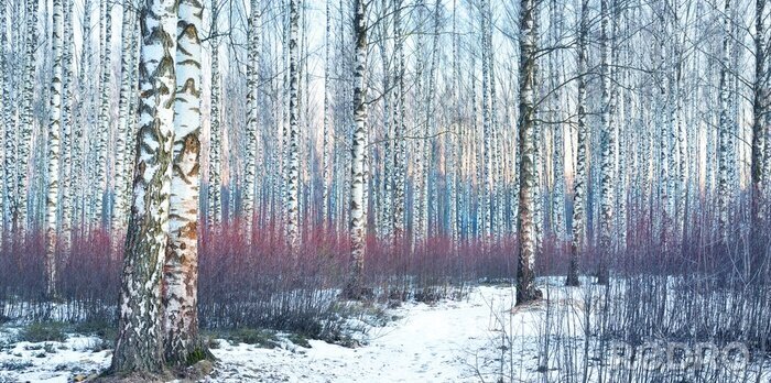 Poster Birkenwald als Winterlandschaft