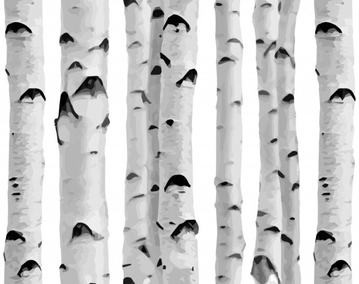 Poster Birkenwald auf weißem Hintergrund