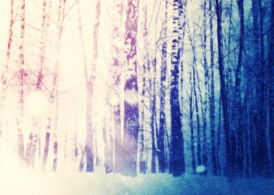 Poster Birkenwald im Winter bei Sonnenaufgang