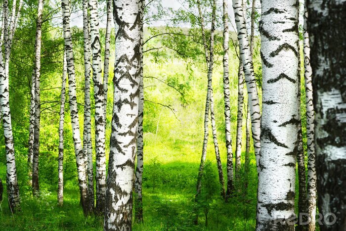 Poster Birkenwald inmitten des Sommergrüns