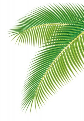 Blätter der Palme auf weißem Hintergrund. Vektor-Illustration.