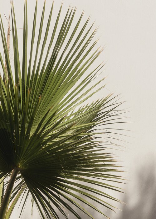 Poster Blätter in einer Vase ausbreiten