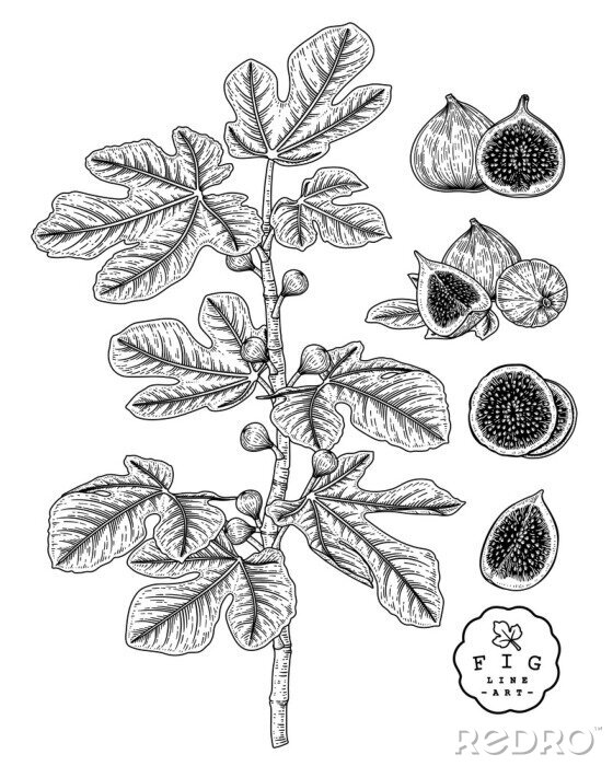 Poster Blätter und Zweig von Feigen auf Skizze