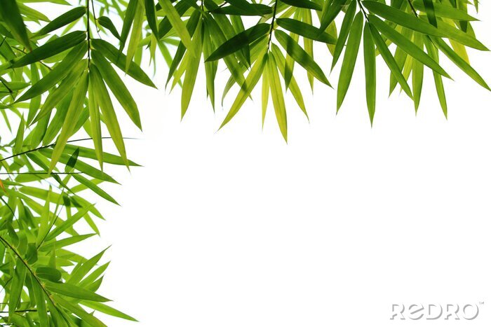 Poster Blätter von Bambus