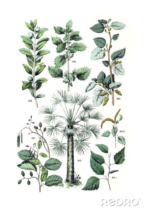 Poster Blätter von verschiedenen Pflanzen Illustration