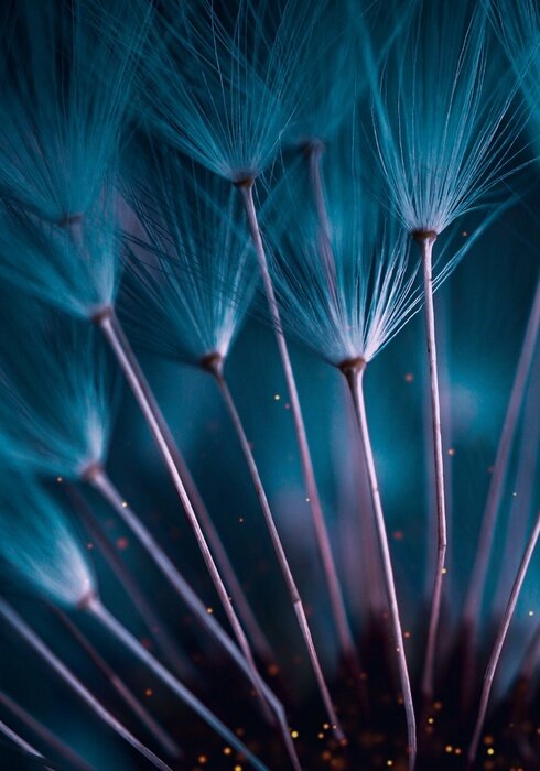 Poster Blaue Abstraktion Pusteblume