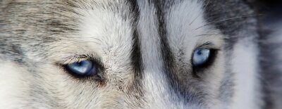 Poster Blaue Augen des Wolfes