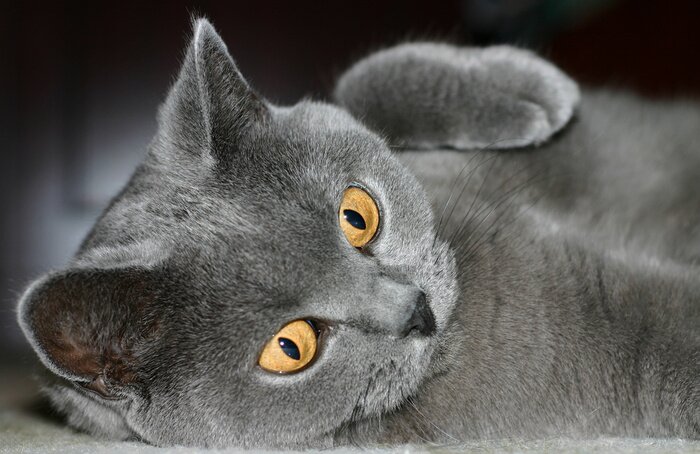 Poster Blaue BHK-Katze