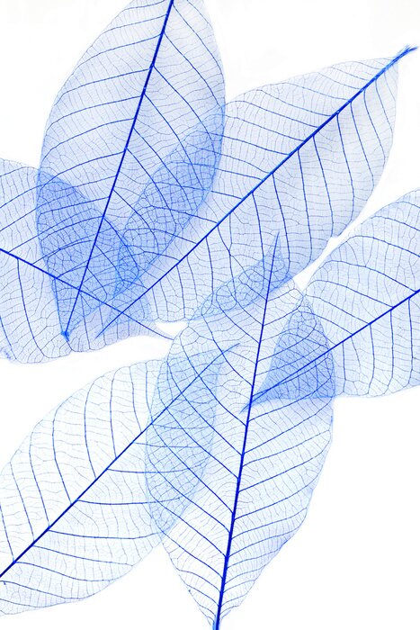 Poster Blaue Blätter durchscheinend