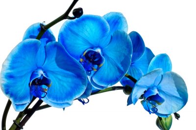 Blaue Blume vor weißem Hintergrund