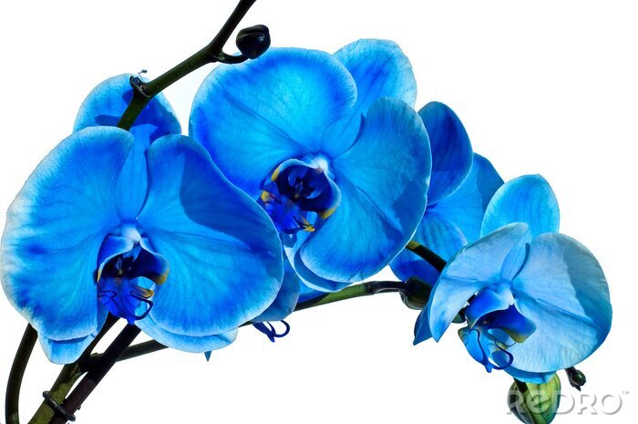 Poster Blaue Blume vor weißem Hintergrund