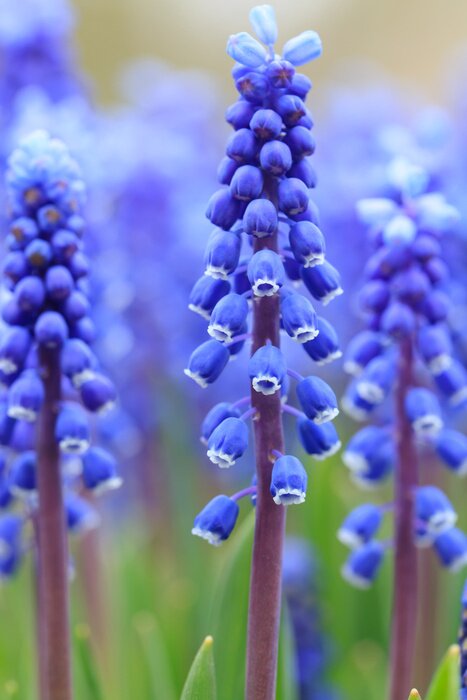 Poster Blaue Blumen unter Gras