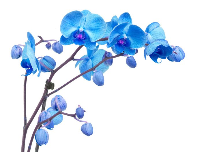 Poster Blaue Orchidee