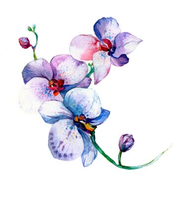 Poster Blaue Orchideenblütenblätter zartes Aquarell