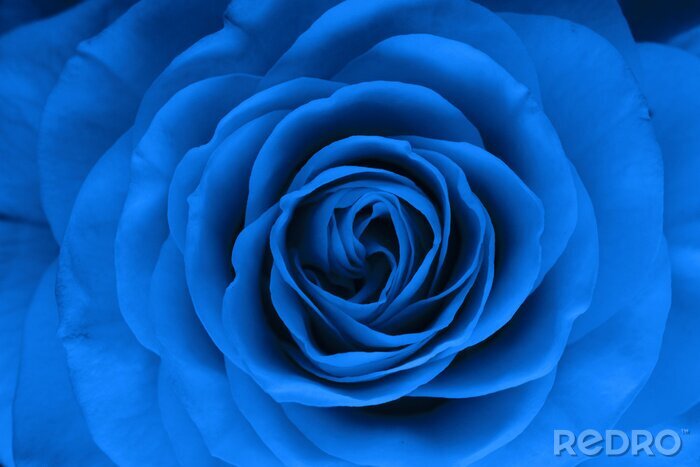 Poster Blaue Rose in Makro-Version