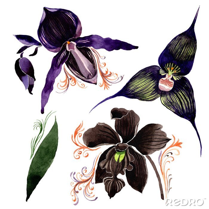 Poster Blaue schwarze und violette Orchideenblüten