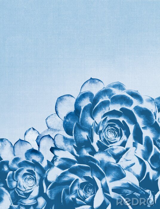 Poster Blaue Sukkulentenblüten