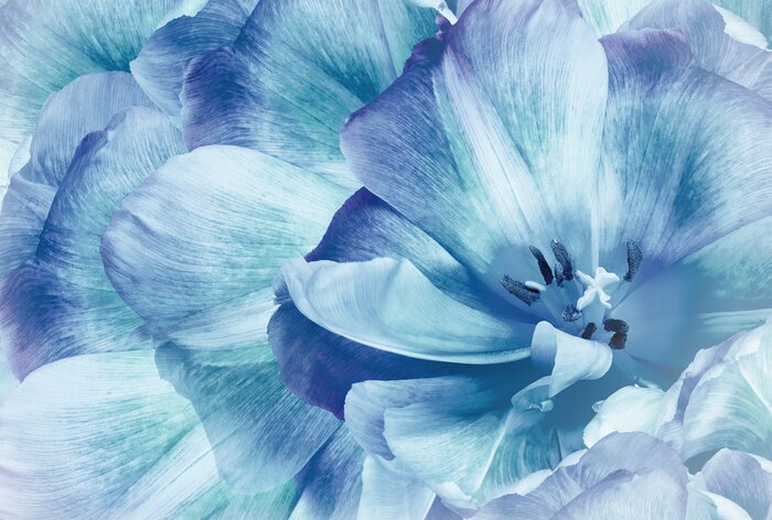 Poster Blaue Tulpen