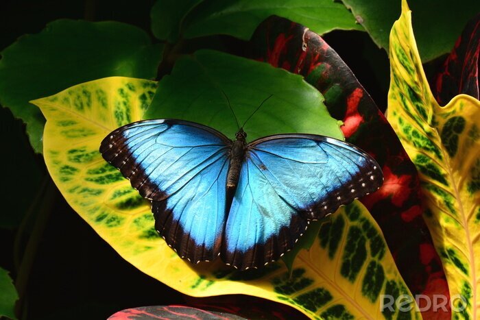 Poster Blauer Schmetterling auf einem Blatt