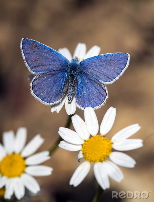 Poster Blauer Schmetterling inmitten der Blumen