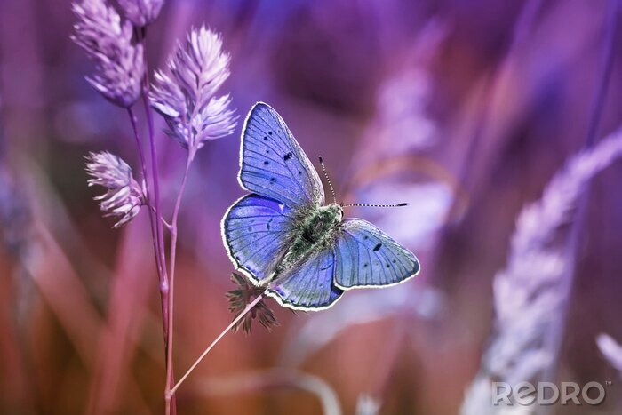 Poster Blauer Schmetterling und Natur