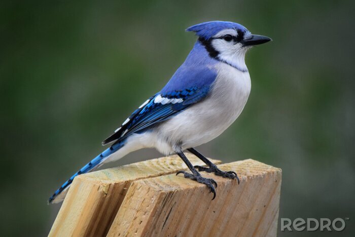 Poster Blauer Vogel auf dem Holz