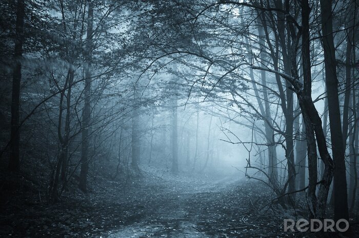Poster Blaues Licht im nebligen Wald