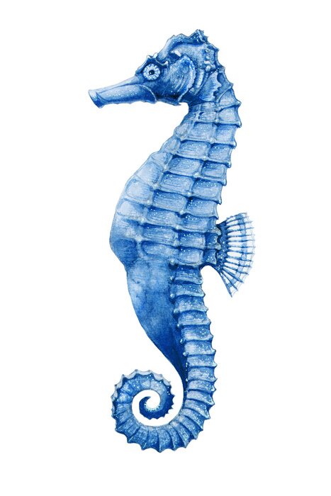 Poster Blaues Seepferdchen