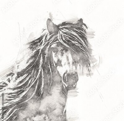 Poster Bleistiftskizze Pferdebüste