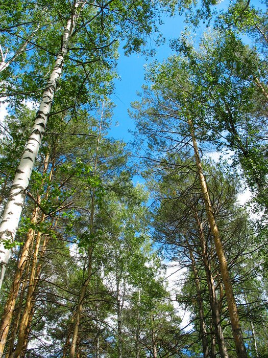 Poster Blick auf hohe Birken