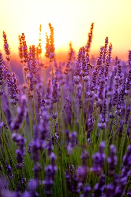 Blooming Lavendel in einem Feld bei Sonnenuntergang in der Provence, Frankreich