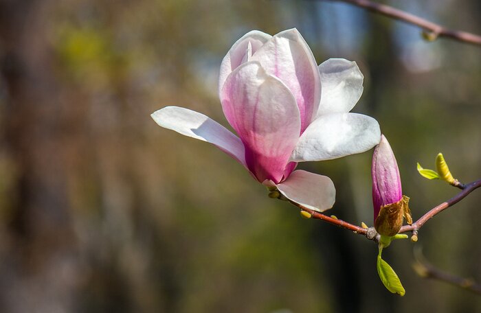 Poster Blühende Blumen auf Frühlingszweigen