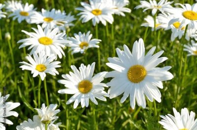 Poster Blühende Gänseblümchen in Strahlen des Sommers helle Sonne