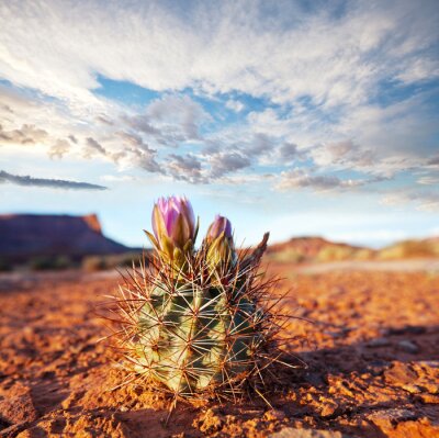 Poster Blühende Natur der Kakteen in der Wüste