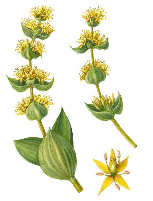 Poster Blühende Pflanze zwei Stängel und Blüte