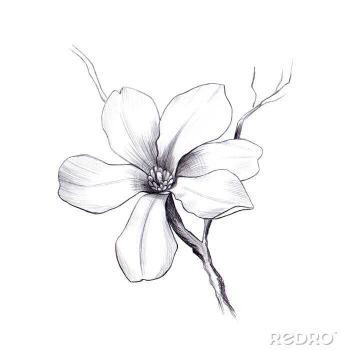 Poster Blühende sechsblättrige Magnolie