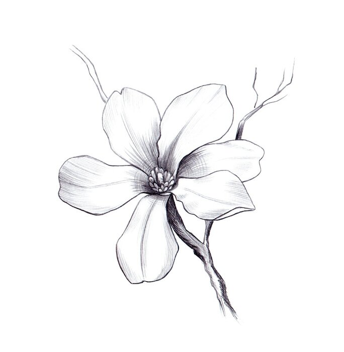 Poster Blühende sechsblättrige Magnolie