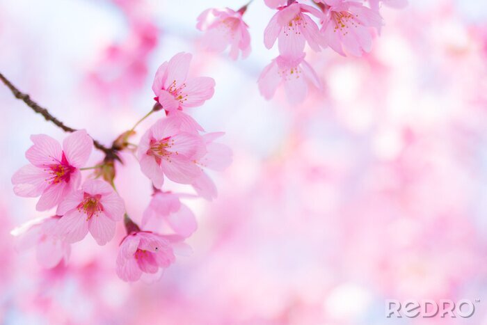 Poster Blühende Zweige des japanischen Sakura-Kirschbaums